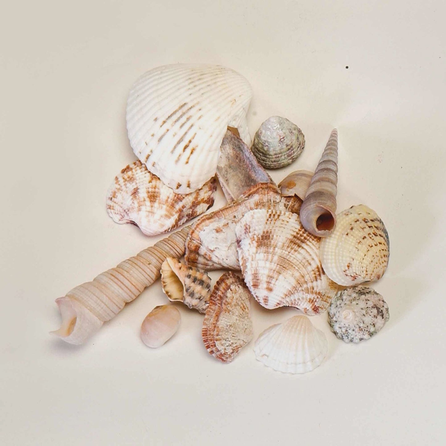Assorted Bag Of Seashells