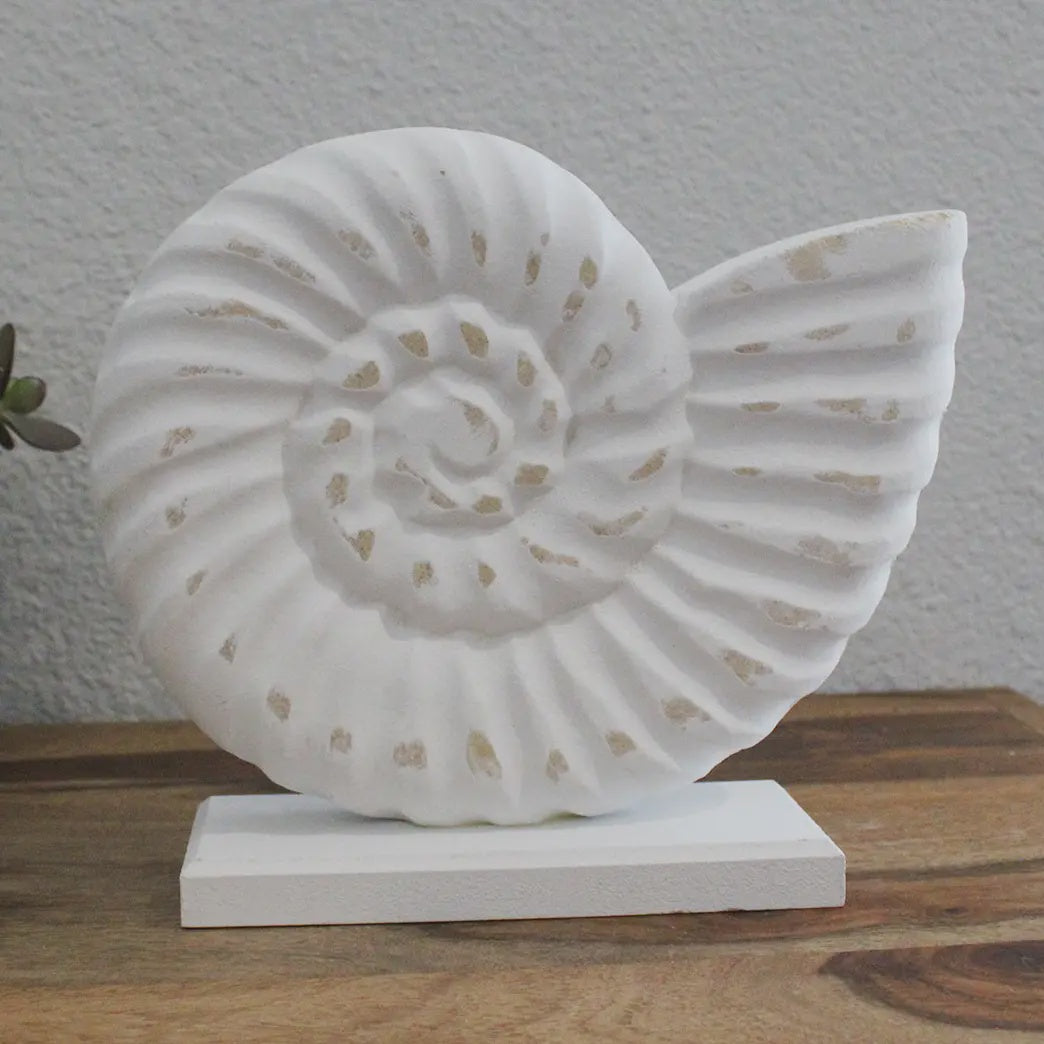 White Wash Seashell