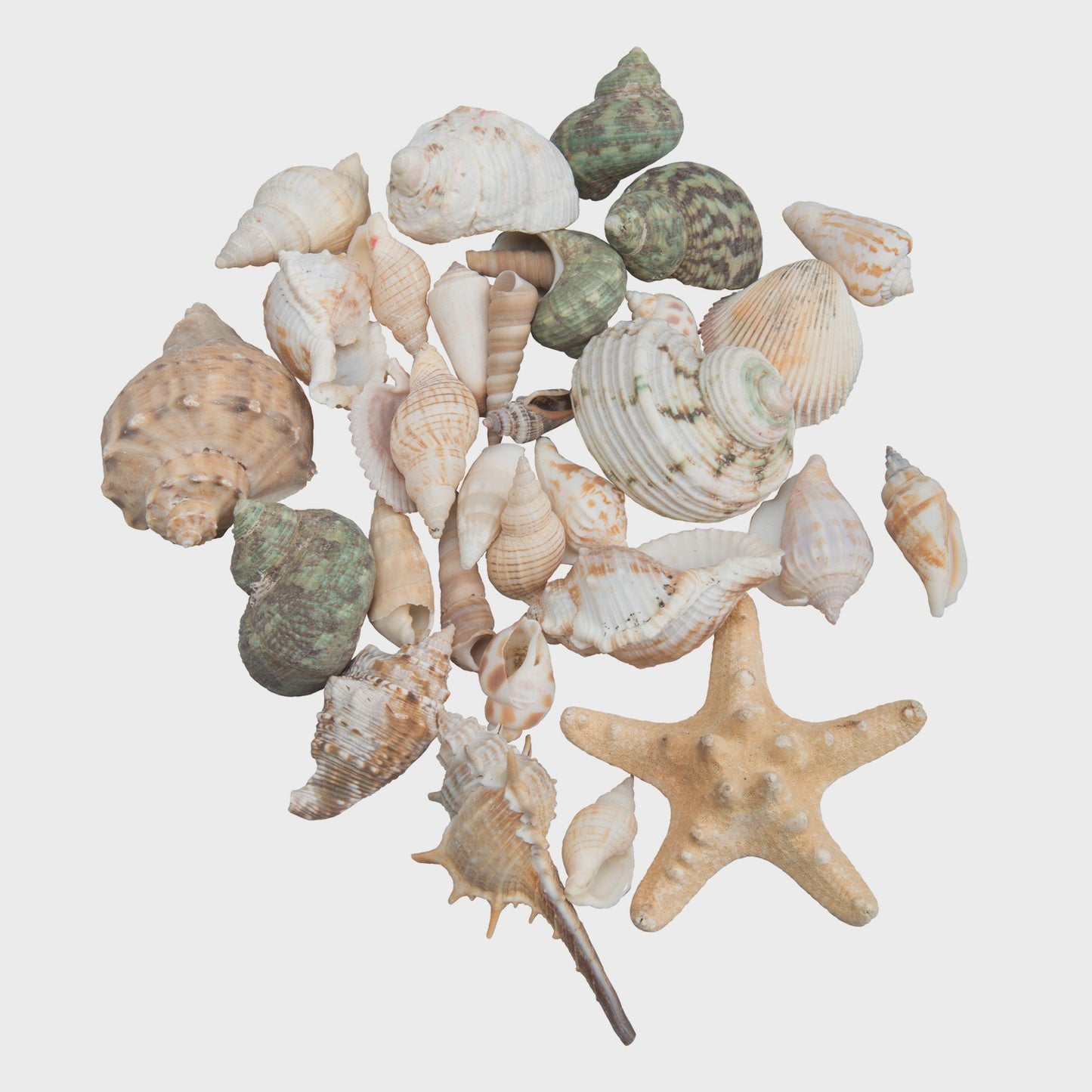 Assorted Bag Of Seashells